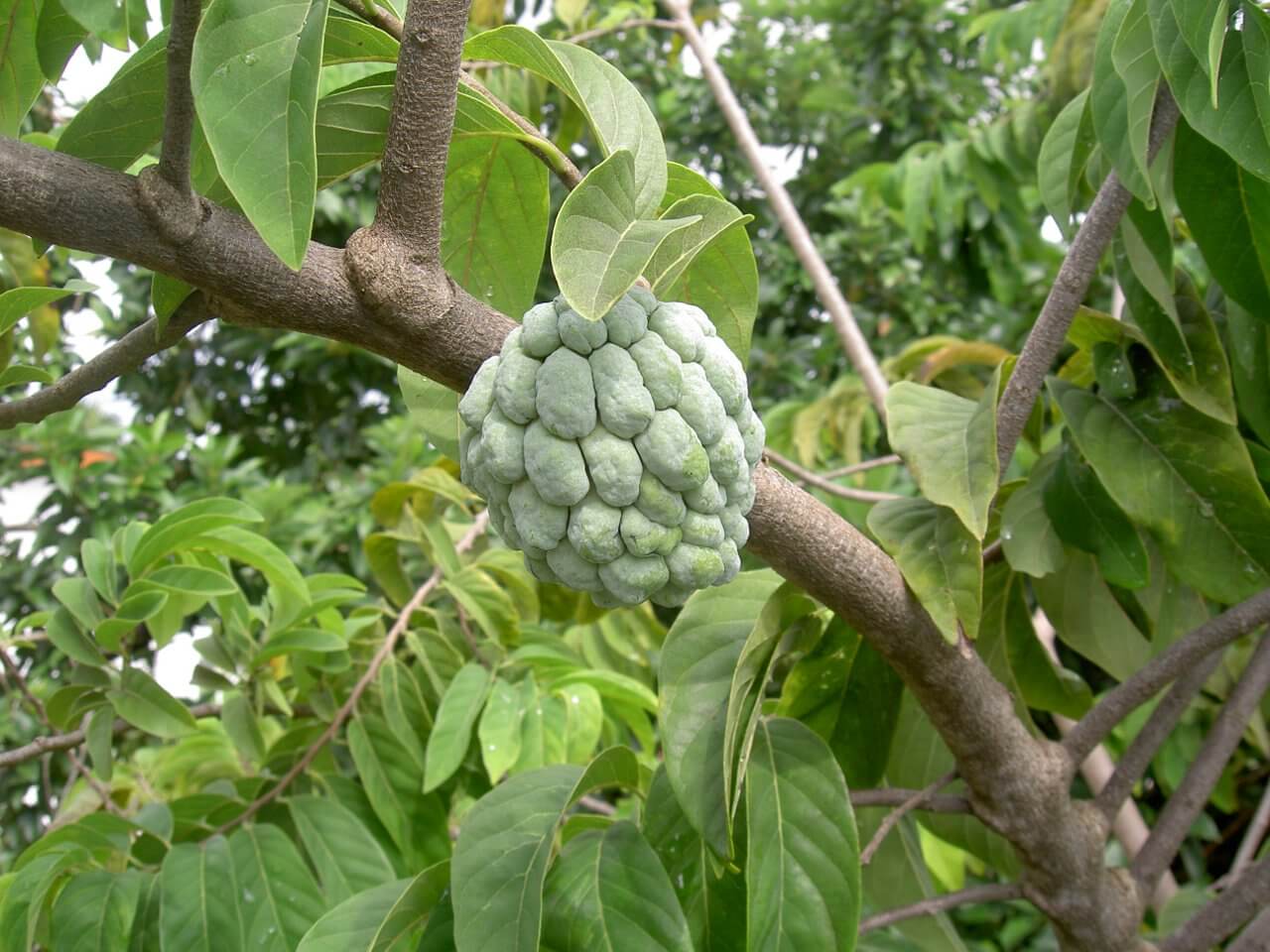 Представитель Семейства Annonaceae